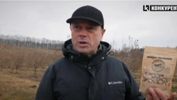 Під Луцьком ростуть плантації фундука (відео)