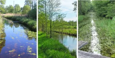 15 кілометрів дикої Волині: біля Луцька є унікальний природний коридор, де ростуть столітні ліси та живуть рідкісні звірі (фото)