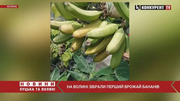 У Ковелі на станції юних натуралістів виростили банани: чекали 10 місяців (фото)