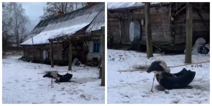 Зимова аномалія: хто з невідомих причин лишився зимувати на Волині (відео)