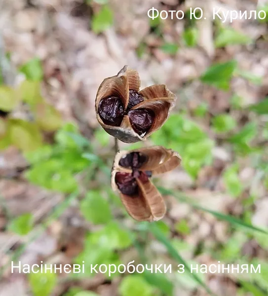 На Волині масово зацвіла червонокнижна квітка (фото)