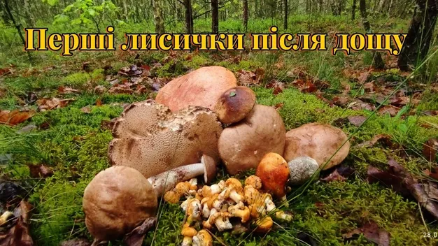 На Волині вже збирають перші лисички і підберезники: здали локацію