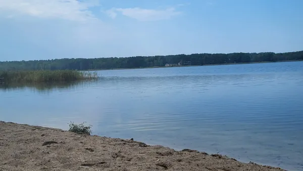 Перші сімейні фото: на волинському озері поселились лебеді (фото)