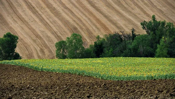 Судитимуть підприємця, який незаконно зайняв землю