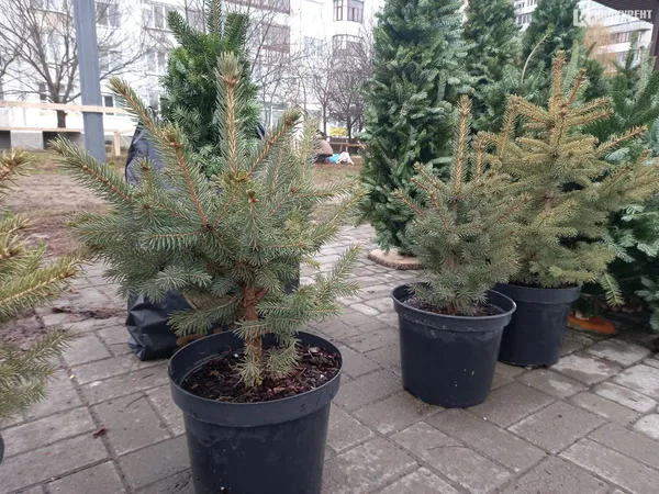 Від 80 до 800 гривень: які живі ялинки вже можна купити в Луцьку (фото, відео)