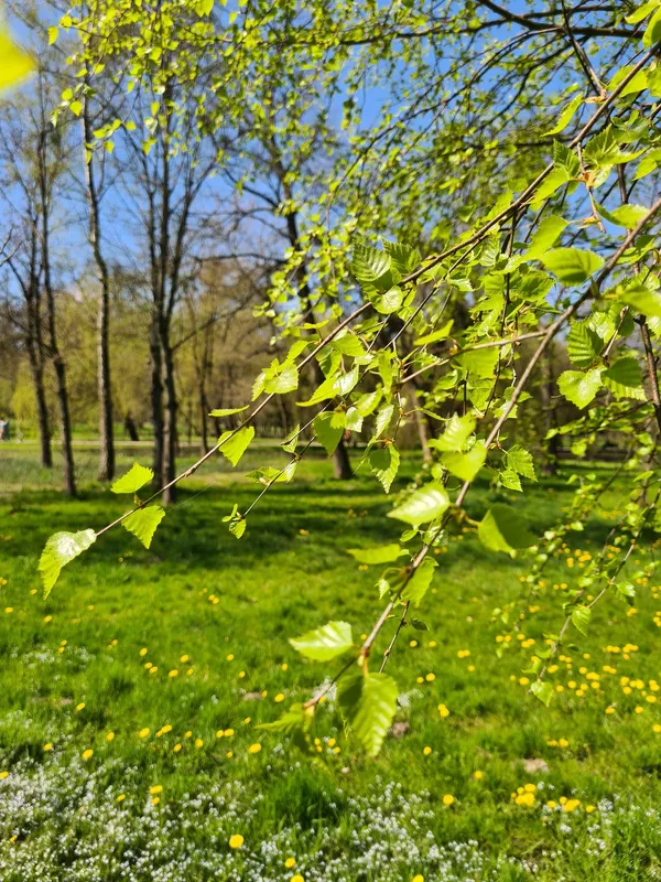 Весняний Луцьк: показали фото заквітчаного міста