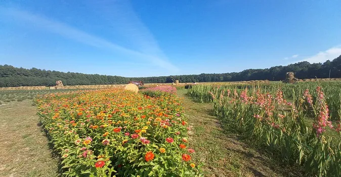 Розпочався фестиваль квітів «Осінь у Волинській Голландії» (фото)