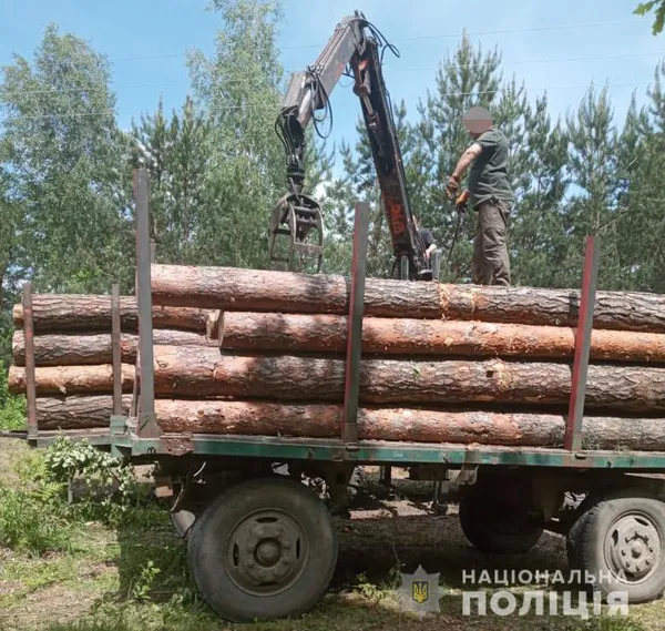 На Волині у лісосмузі знайшли зрізані сосни (фото)