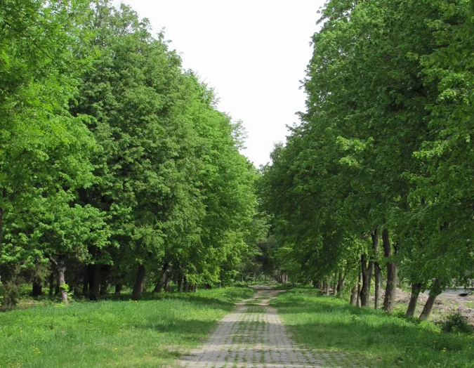 У Луцьку хочуть відновити заказник в Центральному парку