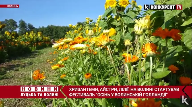 Лілії-троянди, контактний зоопарк: чим дивує «Осінь у Волинській Голландії» (відео)