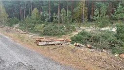 На Волині чоловік та двоє юнаків самовільно зрізали 175 дерев вздовж дороги (фото)