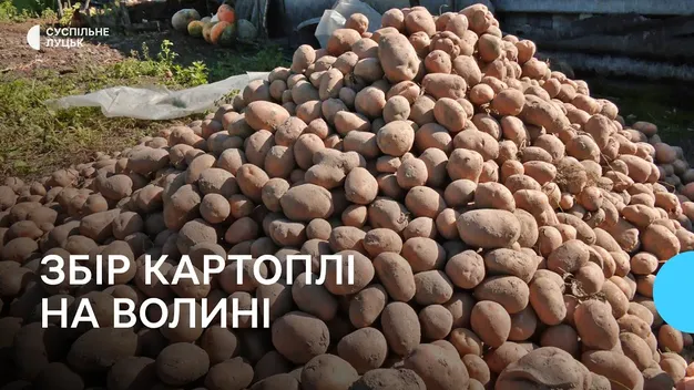 Очікують понад мільйон тонн урожаю: волиняни збирають врожай картоплі (фото)