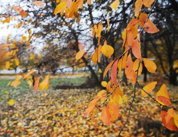 Луцький фотохудожник показав «останнє золото осені»