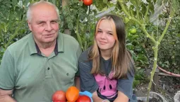 По відру з куща: як лучанин збирає рекордні врожаї помідорів, які вирощує у... пеньках (фото)