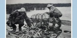 «Золота епоха» Світязя: у мережі показали, як колись на Волині виловлювали тонни вугра