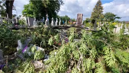 Зруйновані надгробки: у Володимирі сильний вітер повалив дерево на кладовиші (фото)