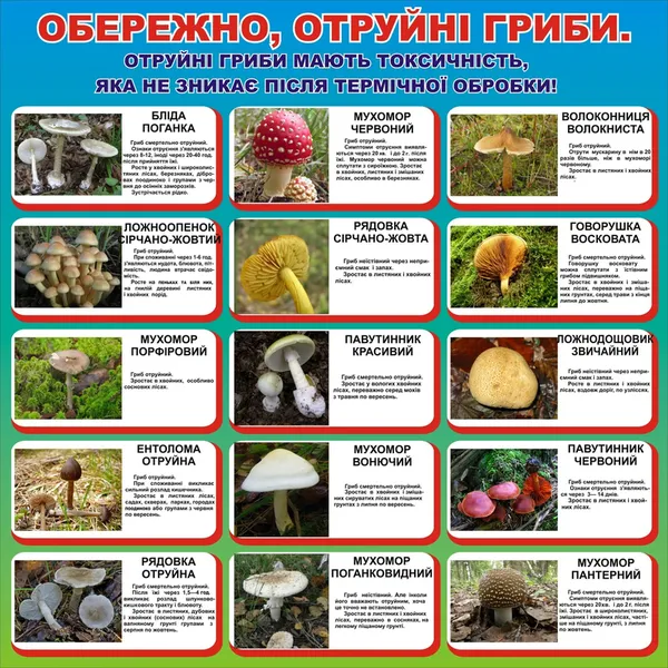 Які гриби категорично не можна збирати на Волині