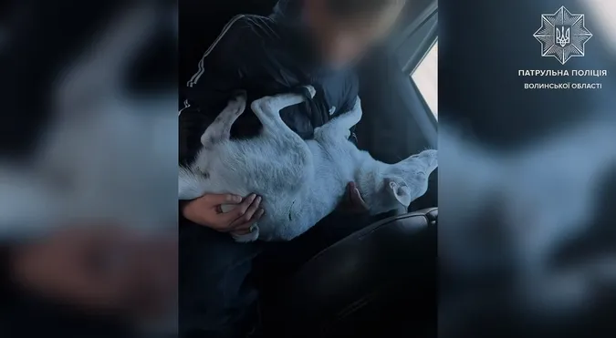 У Луцьку водій збив собаку та втік з місця ДТП