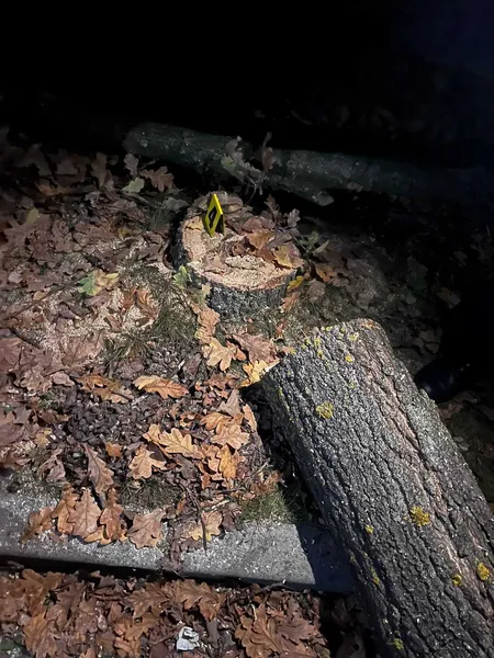 У Шацькій громаді незаконно порубали дуби (фото)