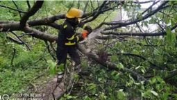 Негода: у Нововолинську дерево впало на дорогу (фото)