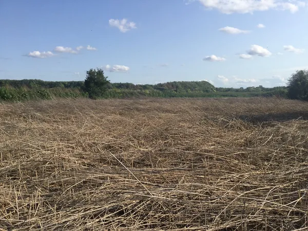 Досліджували сморід на відстійниках, а знайшли поле з коноплею (фото, відео)
