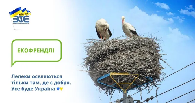 Волинські енергетики облаштовують місця під гнізда для лелек