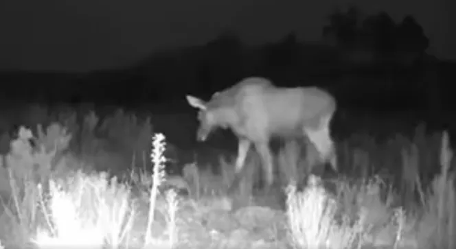 У лісі на Волині фотопастка зафіксувала рідкісних лосів (відео)
