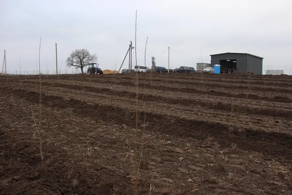 На Волині висадили 50 гектарів вишневого саду (фото, відео)