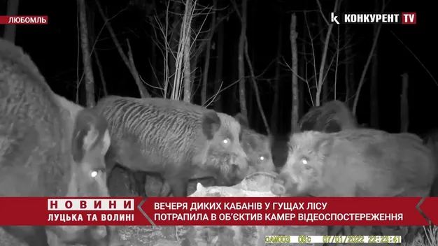 У лісі на Волині камери зафіксували вечерю диких кабанів (відео)