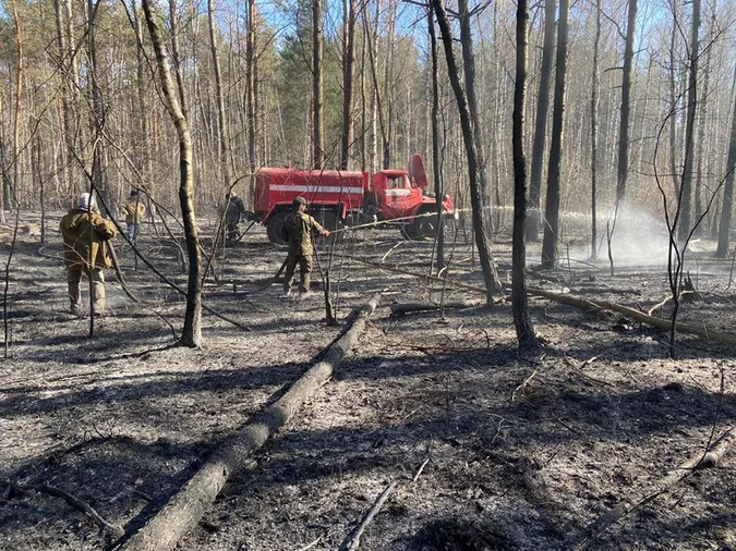 Шкода від лісових пожеж більша, ніж від незаконних рубок, – головний лісівник Волині (фото)