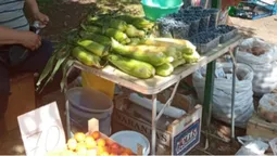 Все стрімко дешевшає: яка ціна на молоду кукурудзу, картоплю, огірки та кабачки на луцькому ринку (фото)