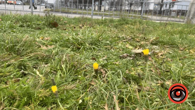 На Прикарпатті у грудні квітнуть троянди (фото)