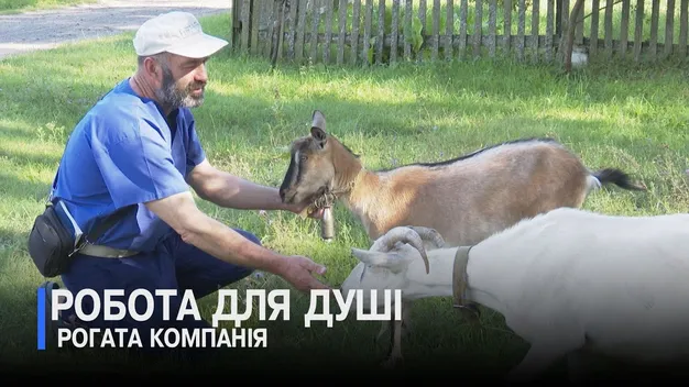 Рожищанка, Журавка і Пікасо: як колишній селищний голова з Волині перетворив кіз і овець на улюблене хобі (відео)