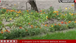 Тіло знайшли у квітнику: у Луцьку з 8-го поверху випала жінка (відео)