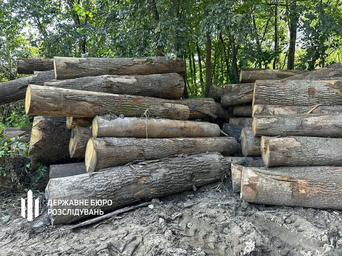 На Волині експосадовців лісової галузі підозрюють у незаконній вирубці на понад 21 мільйон