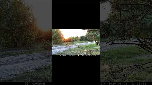 Кого зафіксували фотопастки у шацьких лісах (відео)