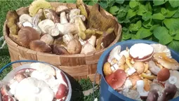 Де на Волині люди збирають цілі гори грибів (фото)