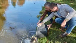 У Луцьку в канали центрального парку запустили 240 кілограмів малька коропа (фото)