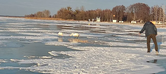 Суворі морози і крига на озерах: як зимують лебеді в нацпарку на Волині (фото)