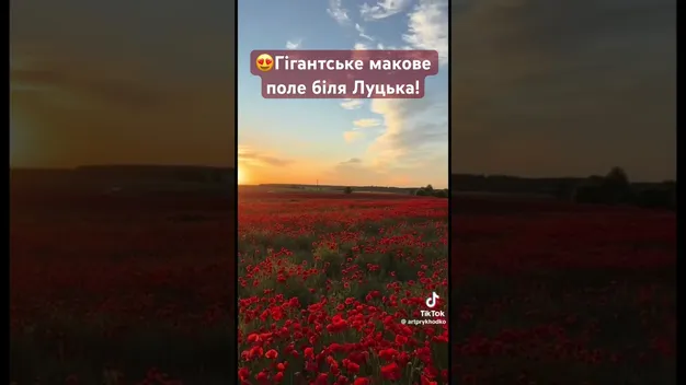 Біля Луцька розквітли величезні макові поля – краса неймовірного масштабу (відео)