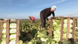 Закривають потребу цілого регіону: під Луцьком місцеві фермери вирощують «пекінку» (відео)