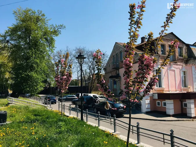 У Луцьку зацвіли сакури (фото, відео)