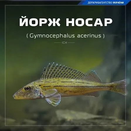 У річках Полісся водиться риба-ненажера, з якої варили смачнющу юшку (фото)