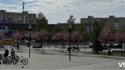 Де у Луцьку зацвіла ціла алея унікальних іранських слив (фото)