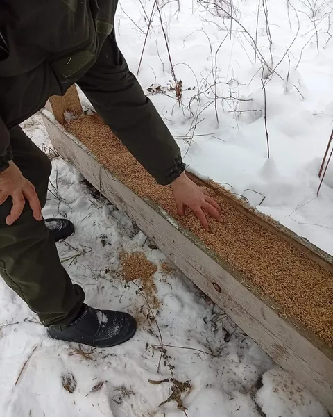 Ріжуть кригу бензопилою: що коїться у Шацькому парку на Волині (фото)