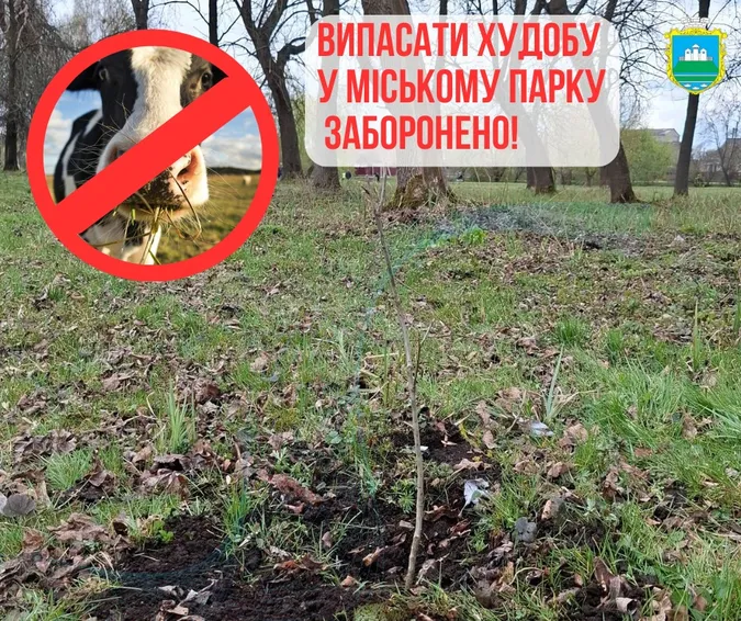 У Камені-Каширському заборонили випасати корів у міському парку: що коїться