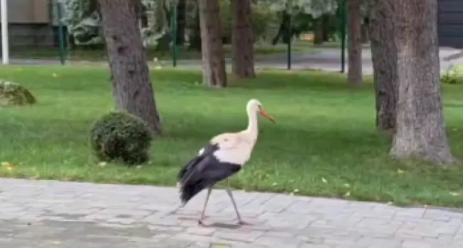 У центрі Луцька гуляв «діловий» лелека (відео)