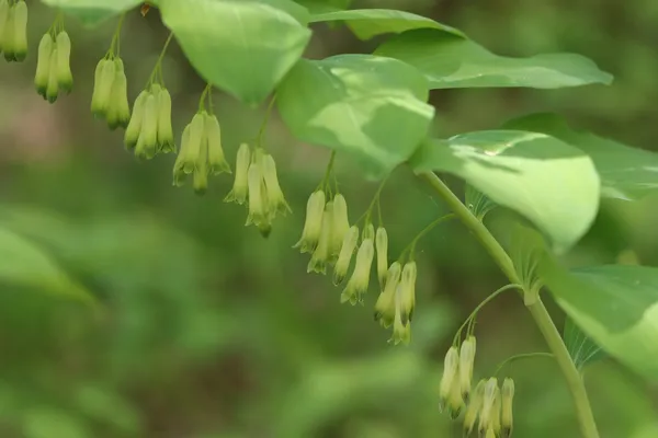 Грушанка круглолиста Pyrola rotundifolia (регіонально рідкісний вид) перебуває у фазі бутонізації