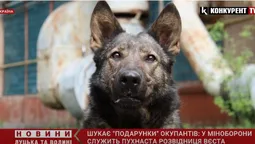 Шукає небезпечні об’єкти, що залишили рашисти: розвідка показала собаку-розвідницю Вєсту (відео)