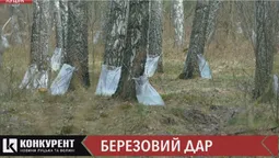 Корисний і без ГМО: як у Маневицькому лісгоспі видобувають та консервують березовий сік  (відеорепортаж)